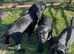 Quality cocker puppies for sale