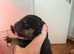 KC Registered english bull terrier due 31st july 2026