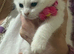 Gorgeous lRagdoll x ragdoll bsh pure white girl READY NOW