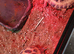 Horsefiled torotises