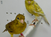 Beautiful pair of raza canaries for sale