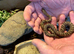 Russian Rat Snake with Setup