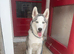 7 month old male husky pup