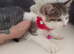 4 gorgeous baby girl kittens