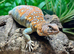 Ocellated Uromastyx at Birmingham Reptiles