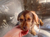 Dachshund cross chihuahua