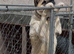 Male Akita