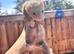 Ferrets 10 weeks old