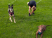 American bulldog pups ready to leave home