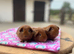 Three lovely baby boys looking for new homes