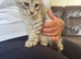 Female Mainecoon for sale