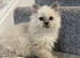 Pedigree Maine Coon x Pedigree Ragdoll Kittens Ready For New Homes
