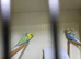 Helicopter budgies