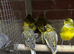 Canaries for sale