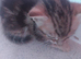 Beautiful Bengal X kittens
