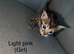 Pure pedigree bengal kittens