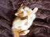 Cinnamon British shorthair kittens full pedigree