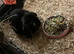 Female mini lop