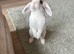 Pair of gorgeous mini lops