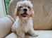 Puppies for sale