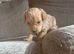3 cockapoo puppies