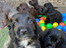 Exceptional working cocker spaniel pups