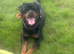 Rottweiler Male Dog