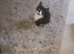 Kitten's for sale