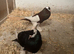 Reverse wing pouters