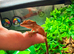 Crested gecko