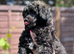 Beutiful miniature poodles