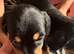 4 female mini dachshund for sale