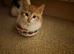 Kittens for sale half mainecoon
