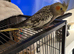 Pair of cockatiels, pied male and pearl likely female