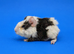 Reserved Pair of Agouti Lakeland Sow Sisters