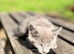 Friendly farm kittens
