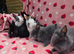Mini plush lop ☆8weeks Ready now