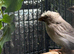 4 Bengali finches 2 are crested and one white with red eye