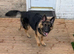 11 month old male
