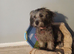 Cookapoo female puppy. £700.00