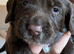 Cocker Spaniel Puppies