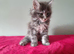 Tica Registered Maine coon kittens
