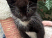 RAGDOLL X MALE KITTEN READY NOW