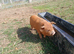 Kune kune piglets