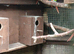 12 mixed conures