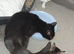 Frienly play ful kittens