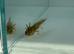 Axolotl
