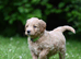 *Ready now* Health Tested Goldendoodles