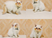 Beautiful Red Point Persian Cats Looking for Their Forever Homes