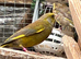 Stunning pair of green finches